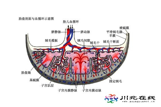 秦西幕:產(chǎn)婦分娩不見胎盤,竟被醫(yī)護(hù)非法出售