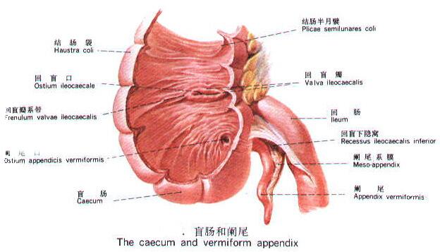 闌尾