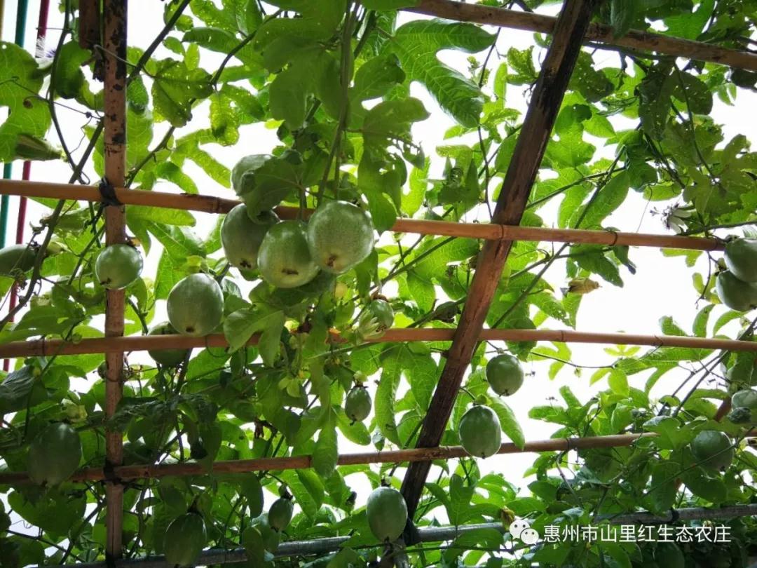 百香果的功效 1可以增強(qiáng)人體抵抗力,提高免疫力 2有改善人體吸收功能、整腸健胃的功效 3可以增強(qiáng)消化吸收功能,使得人體排便正常 4有美容養(yǎng)顏,抗衰老的作用