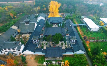 西安千年銀杏古樹火到國(guó)外,網(wǎng)友:美得不真實(shí) 西安千年銀杏古樹火到國(guó)外,網(wǎng)友:美得不真實(shí)