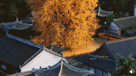 西安千年銀杏古樹火到國(guó)外,網(wǎng)友:美得不真實(shí) 西安千年銀杏古樹火到國(guó)外,網(wǎng)友:美得不真實(shí)