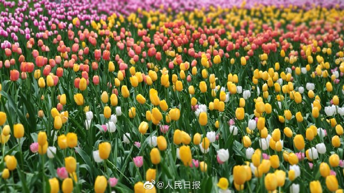 美!北京中山公園郁金香爛漫盛開 美!北京中山公園郁金香爛漫盛開