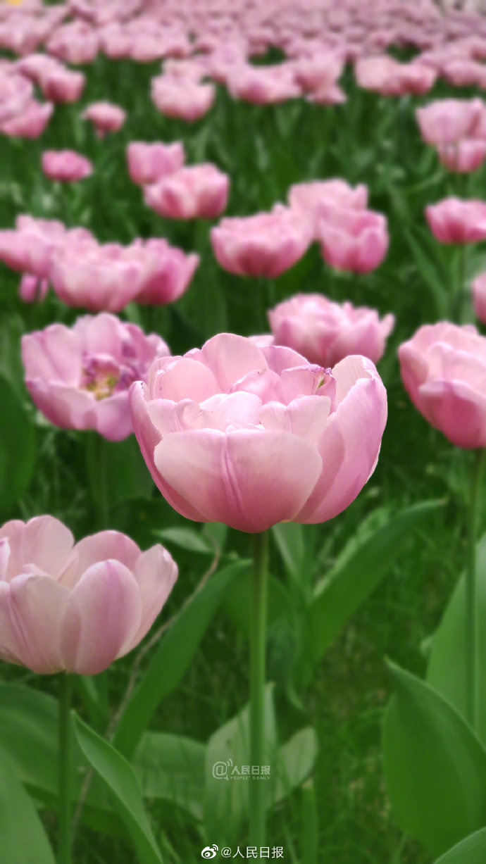 美!北京中山公園郁金香爛漫盛開 美!北京中山公園郁金香爛漫盛開
