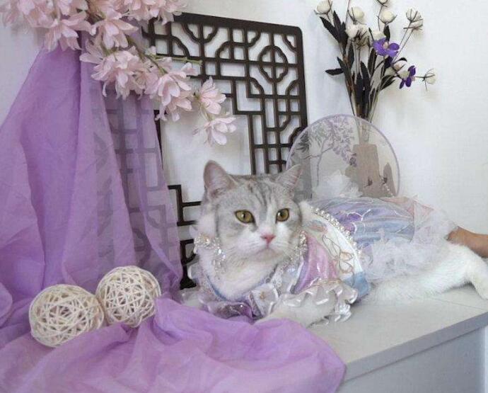 貓漢服能賺錢嗎