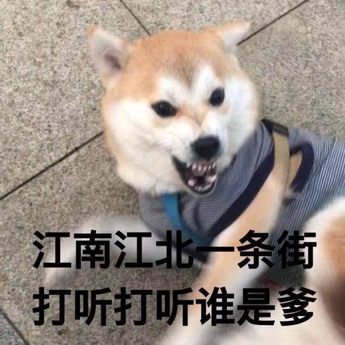 打聽打聽誰是爹什么梗2