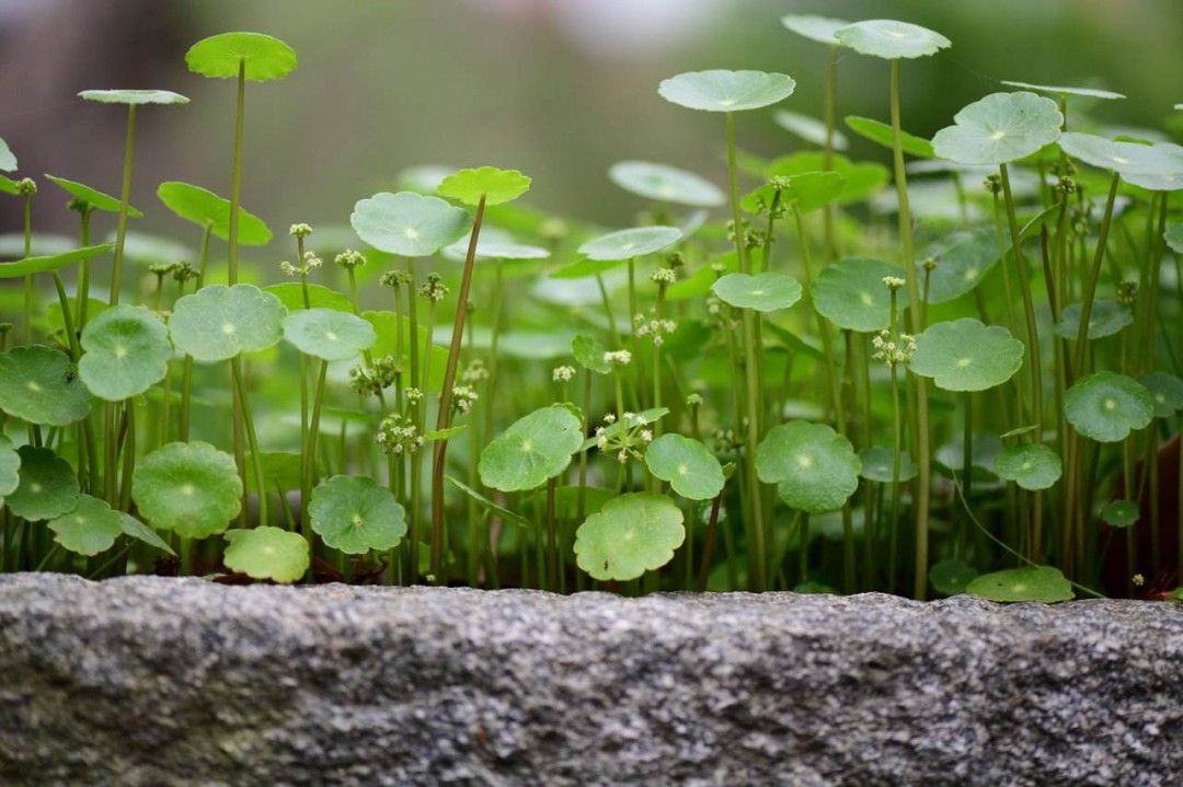 客廳放什么植物旺財
