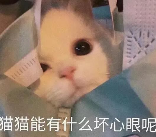 貓貓能有什么壞心眼是什么梗?貓貓能有什么壞心眼表情包圖片4