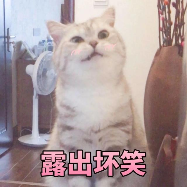 貓貓能有什么壞心眼是什么梗?貓貓能有什么壞心眼表情包圖片1