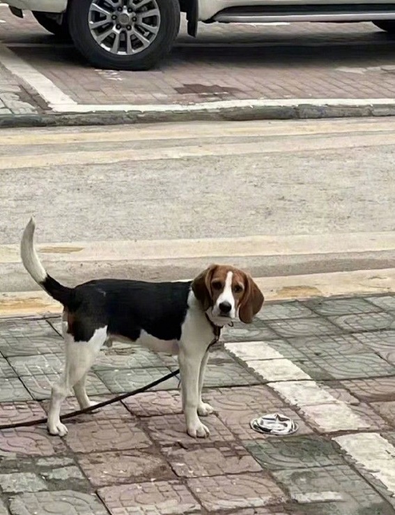 對不起停車沒有看到你的碗是什么意思 抖音對不起停車沒有看到你的狗碗表情包圖片2