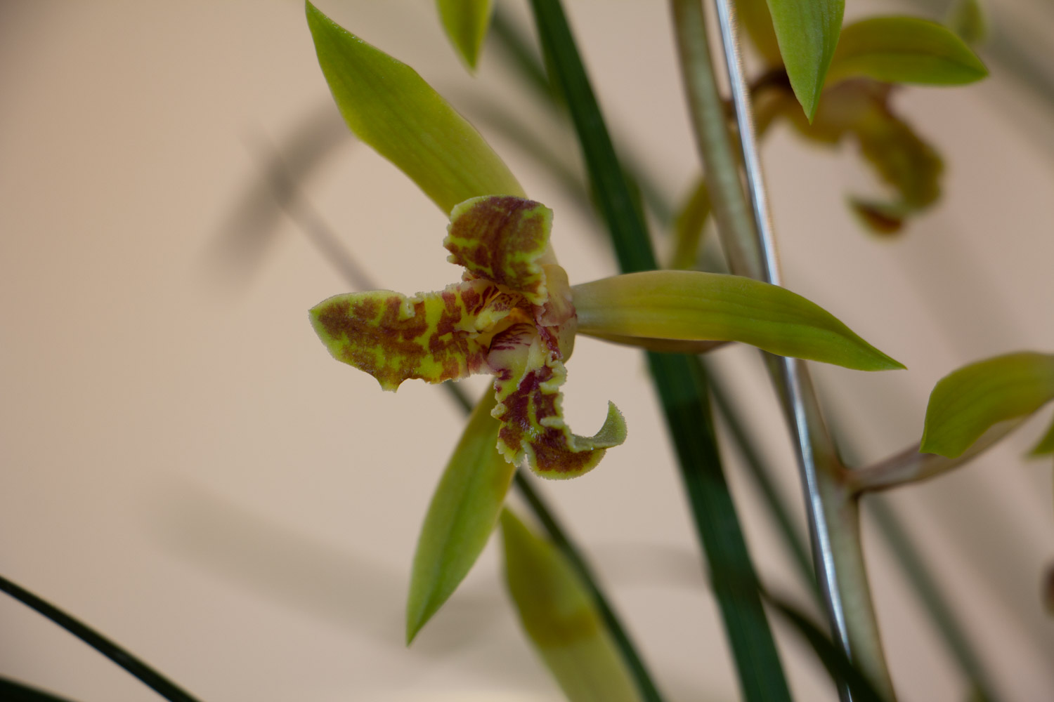 蘭花 蘭花
