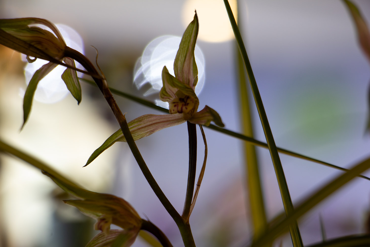 蘭花 蘭花