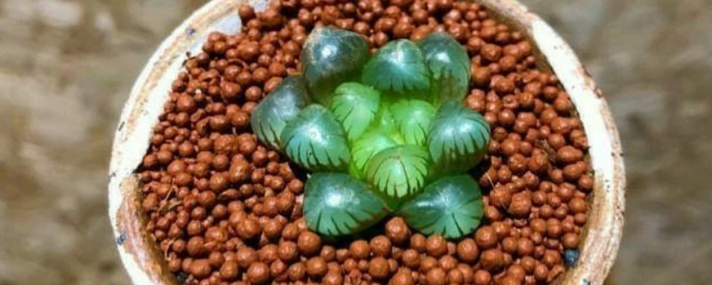 姬玉露夏天可以悶養(yǎng)嗎