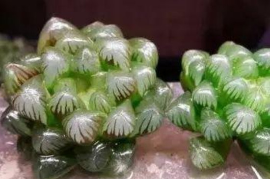 姬玉露夏天可以悶養(yǎng)嗎