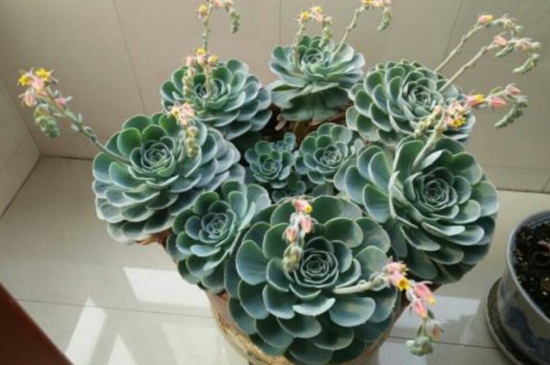 多肉開花了怎么打理