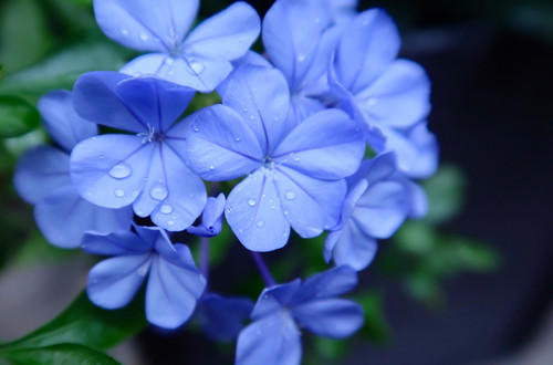 1637397721476447.jpg data-cke-saved-src=http___photo.tuchong.com_5022846_f_602473461.jpg&refer=http___photo.tuchong_副本.jpg src=http___photo.tuchong.com_5022846_f_602473461.jpg&refer=http___photo.tuchong_副本.jpg