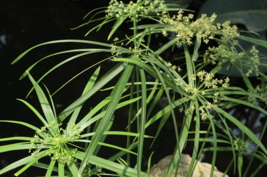 臺灣竹的養(yǎng)殖方法和注意事項
