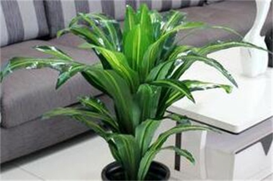 巴西木怎么過冬,補充光照控水控溫養(yǎng)護(hù)