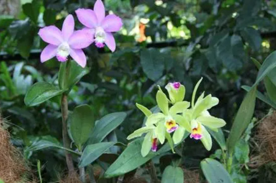 蘭花寓意代表什么意思