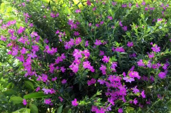 萼距花耐寒零下幾度
