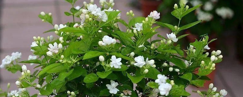 茉莉花冬季的養(yǎng)殖方法和注意事項有哪些