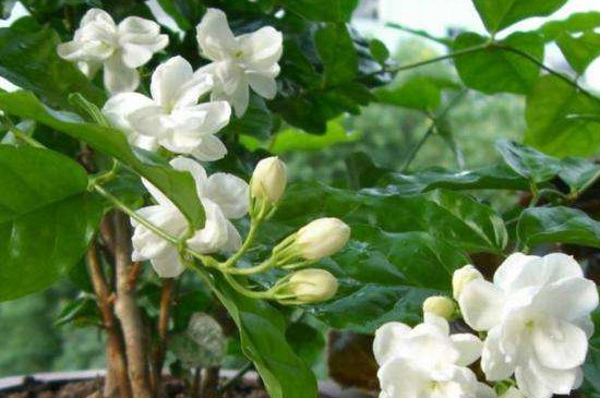 茉莉花冬季的養(yǎng)殖方法和注意事項有哪些