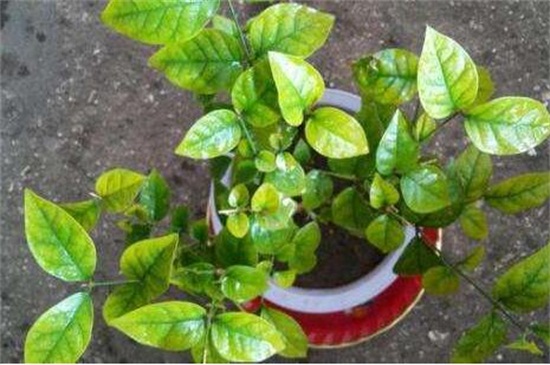 茉莉花葉子發(fā)黑怎么回事