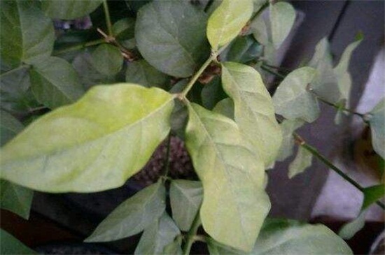茉莉花葉子發(fā)黑怎么回事