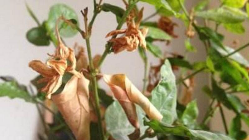 茉莉花葉子發(fā)黑怎么回事