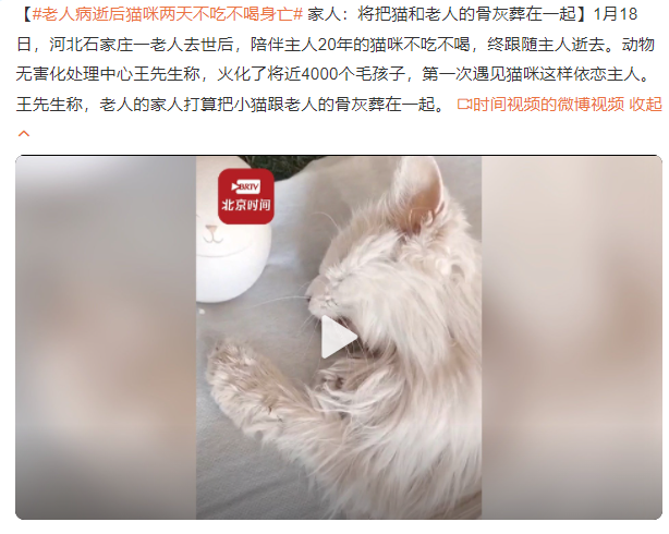 老人病逝后貓咪兩天不吃不喝身亡 家人:將老人和貓葬在一起