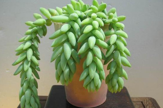 葉插發(fā)芽后續(xù)怎么處理