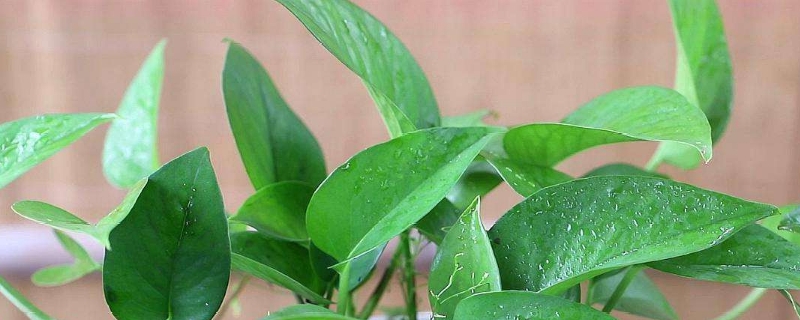綠蘿能不能放臥室里養(yǎng)