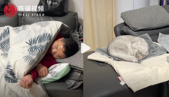 爸爸呼嚕聲太大小貓捂耳朵睡覺(jué) 網(wǎng)友:貓咪也受不了主人打呼嚕