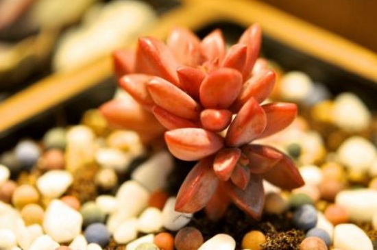 姬朧月冬季怎么養(yǎng),適溫養(yǎng)護(hù)并翻盆處理