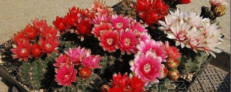 緋花玉變軟怎么處理