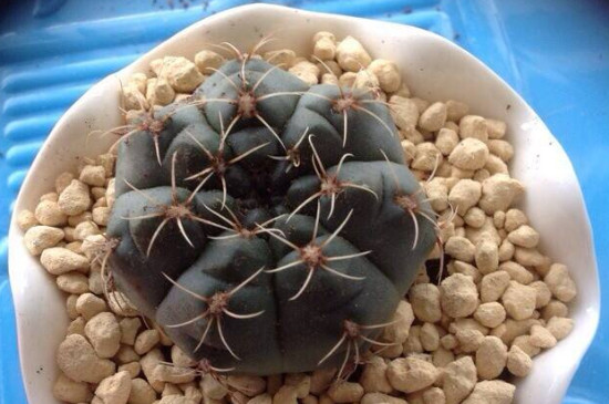 緋花玉變軟怎么處理