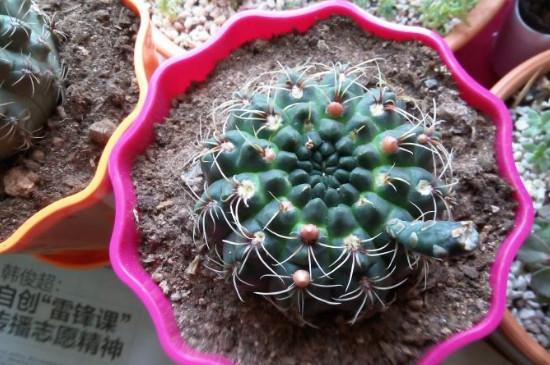 緋花玉變軟怎么處理