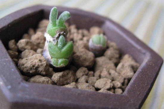 碧光環(huán)耳朵長長的是徒長了嗎,細(xì)長耳朵屬正,F(xiàn)象