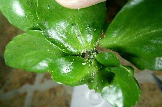 長(zhǎng)壽花白粉病用什么藥