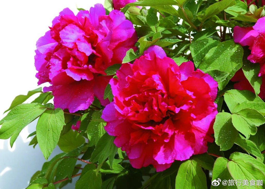 山東菏澤400歲牡丹王開花了 山東菏澤牡丹美得像開了濾鏡 山東菏澤400歲牡丹王開花了 山東菏澤牡丹美得像開了濾鏡