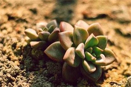 姬朧月掉葉子是什么原因,補充光照病蟲防治