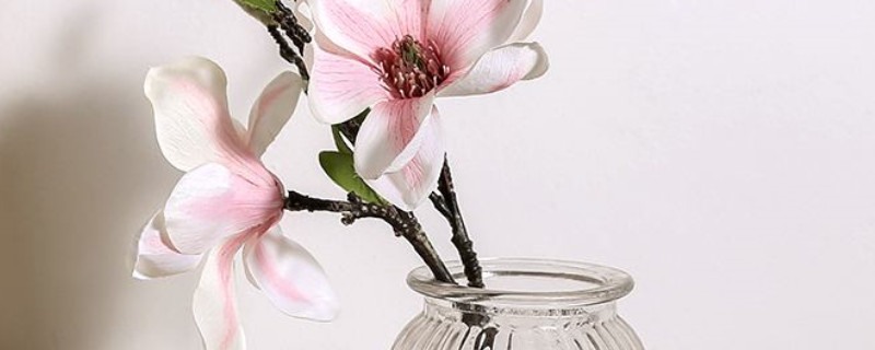 玉蘭花枝條可以水培嗎