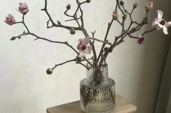 玉蘭花枝條可以水培嗎