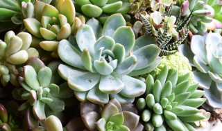 口紅多肉植物怎么養(yǎng) 口紅多肉植物如何養(yǎng)
