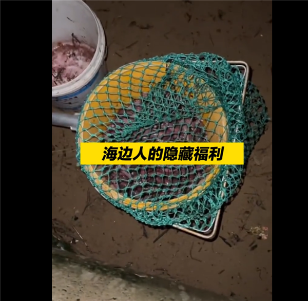 大量肥美海腸涌上煙臺海灘:被譽(yù)“海鮮王者”!市民抹黑撿拾:感謝大自然饋贈