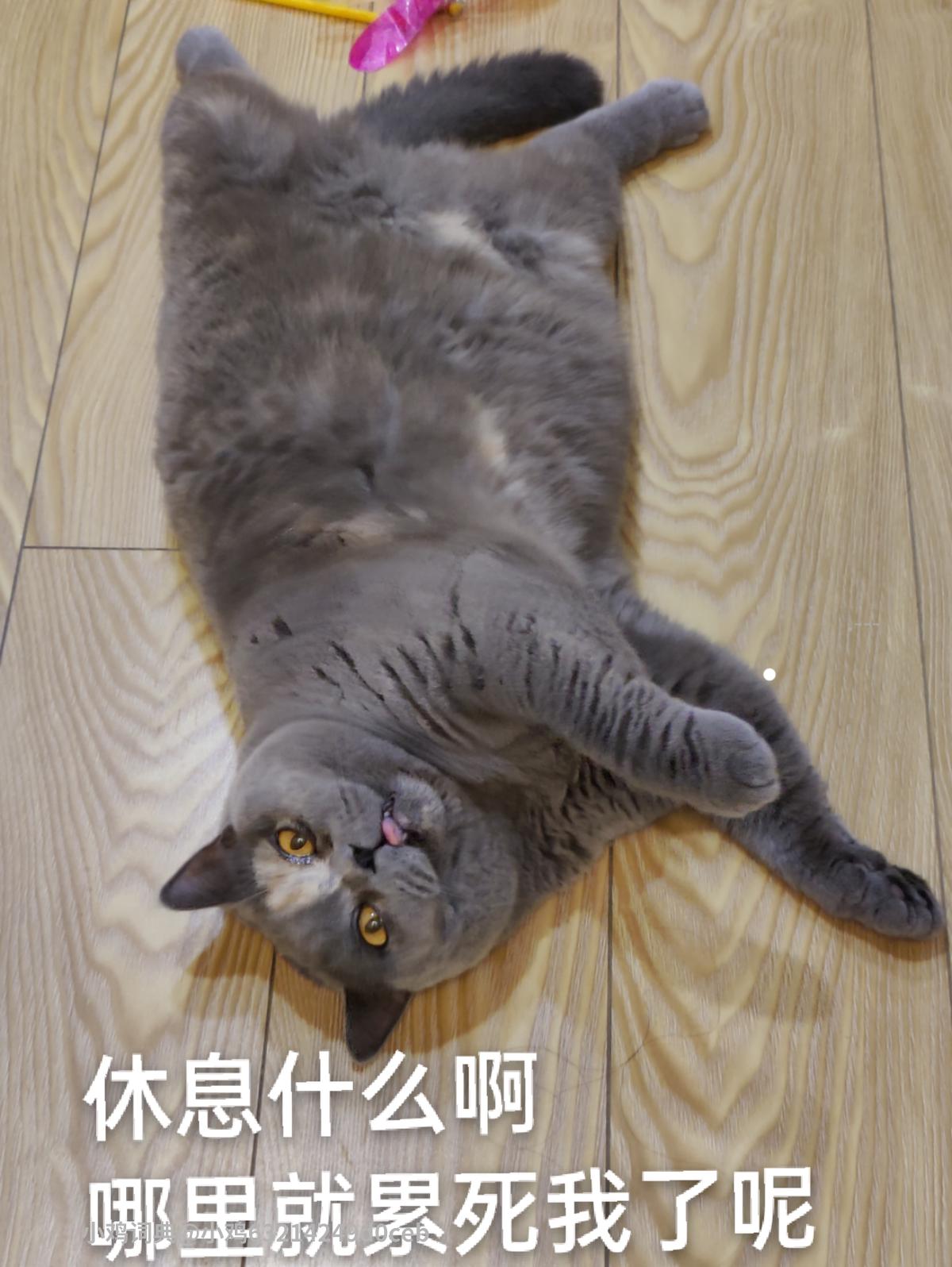 活驢轉(zhuǎn)世