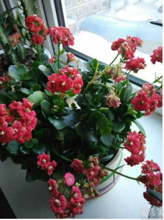 添福添財(cái)添運(yùn),吉星高照,金錢滾滾來的3大生肖