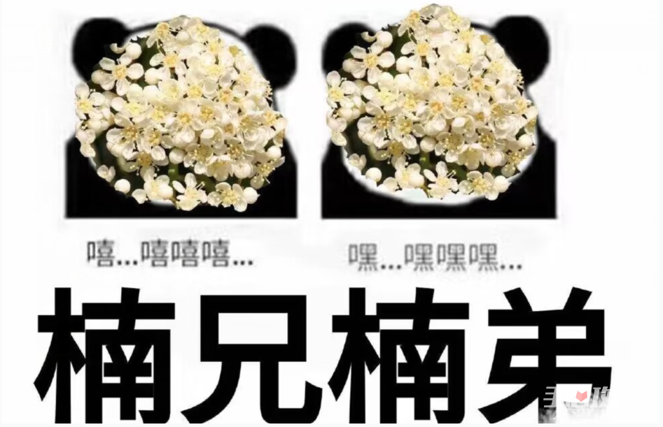 石楠花惡搞表情包圖片分享 石楠花惡搞表情包圖片分享