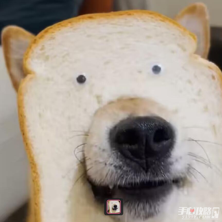 如何分辨柴犬與面包是什么梗 如何分辨柴犬與面包是什么梗
