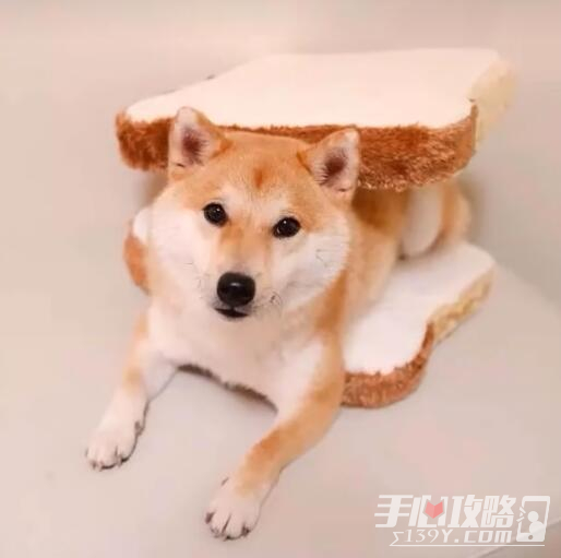 如何分辨柴犬與面包是什么梗 如何分辨柴犬與面包是什么梗