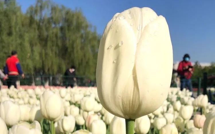 郁金香花語和寓意,郁金香象征著什么